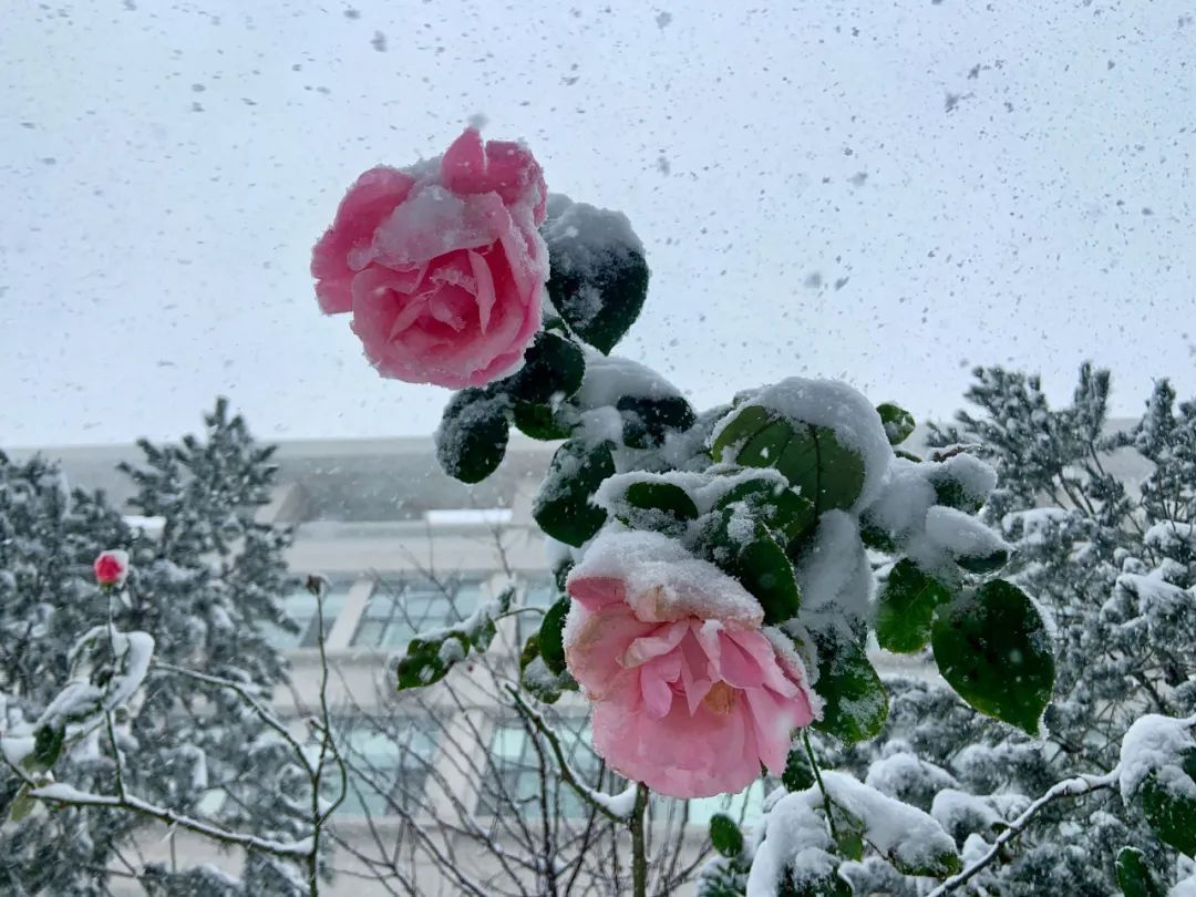 初雪|定格·山东商院的初雪