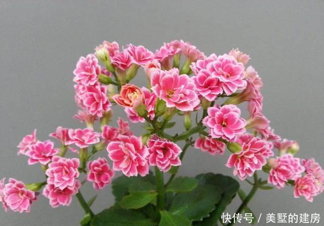 君子兰根|养花烂根了,全扔掉?别,一个小方法立马满血复活