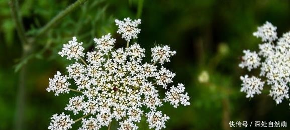 一种野草是蛇的天然“床铺”,开花美价值高!野外遇到最好别碰!