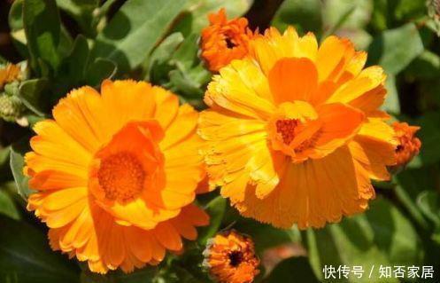 此花人见人爱,,仙气十足,养在家里朝气蓬勃,美极了