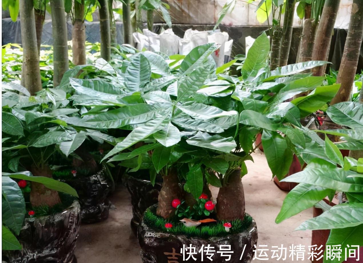 天冷需要多晒的“8种花”,有些还要“断粮少水”,不然熬不过冬