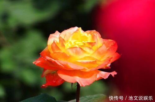 牡丹|喜欢牡丹,不妨养“珍稀玫瑰”宠爱小姐,金蕊红衣,清奇美丽!