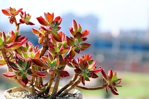 锦晃星杆子扦插后多久浇水？