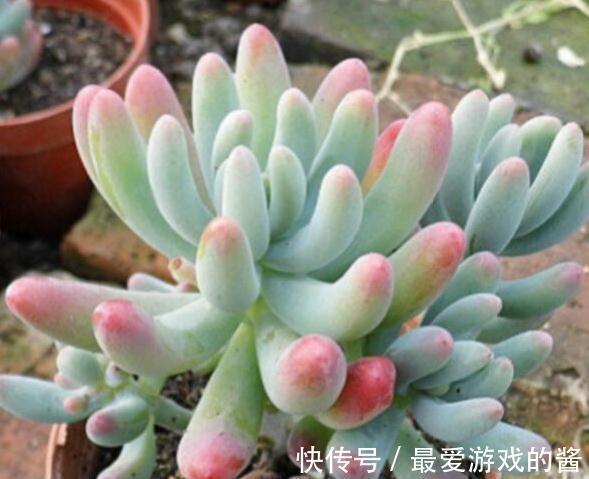 天冷了，多肉乙女心怎么还不上色，掌握4个方法帮你解决