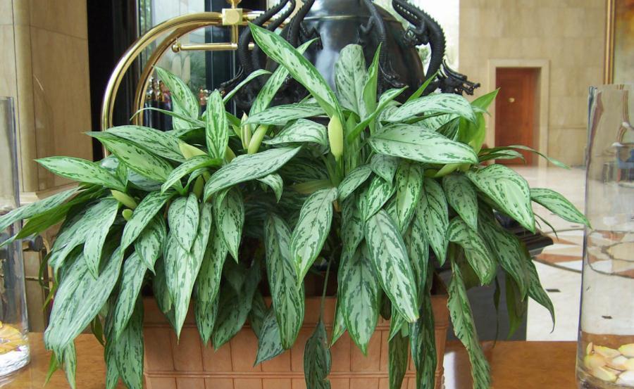 农历九月十八霜降后,养什么花?家里养3种花,合家平安幸福相随