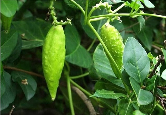 菜食|农村山间神奇草药萝藦果,化痰止咳,补虚助阳,全身上下都是宝