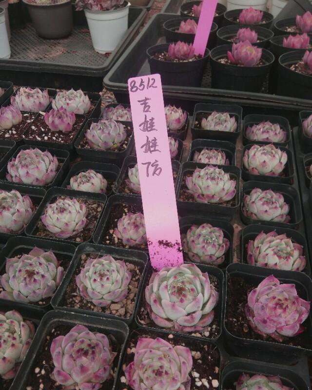 适合新手种植的多肉植物