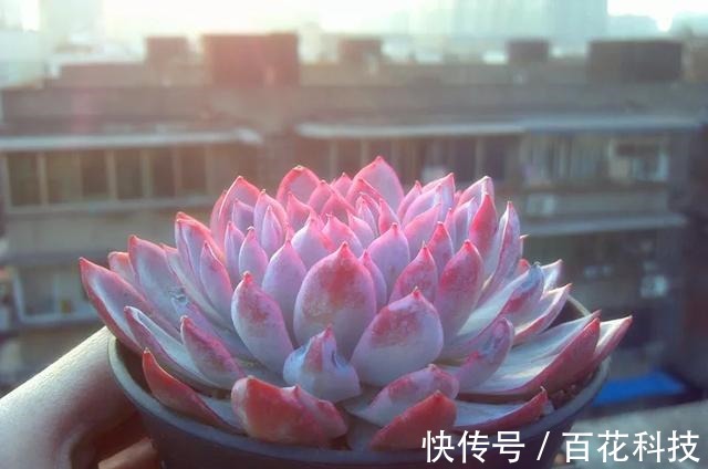 要点|60种多肉图鉴及养护要点,1分钟学会,超全超实用!