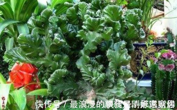 4种霸气侧漏的“丑绿植”,四季油绿寓意好,是家庭盆栽佳品