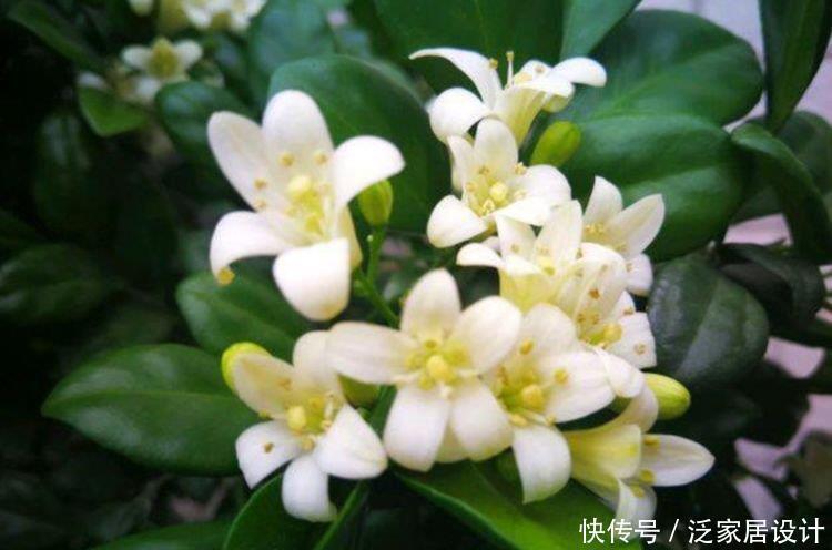 龙吐珠龙吐珠|5种花赶快养起来,一年四季成“花海”,大家都抢着买