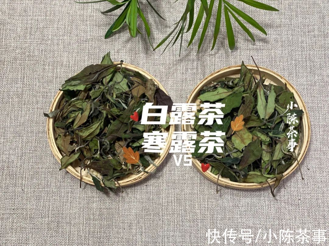 白露节@都是秋白茶，寒露茶与白露茶如何分辨？4个角度带你理清层层迷雾