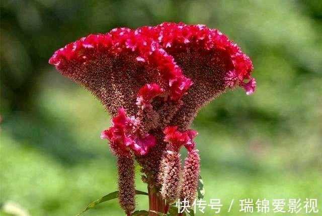 农村人都爱种的5种花,没啥名气,开花却漂亮极了!