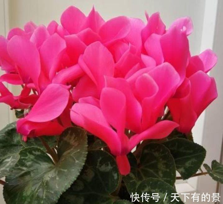 3种神奇花,给点阳光就灿烂,开完一茬接一茬,人见人爱!