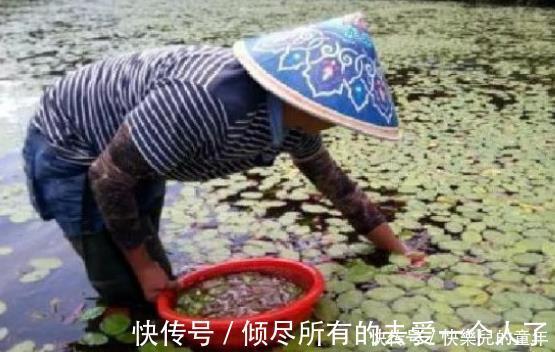 效果|农村常见的5样天然“抗癌王”，效果是蒲公英的100倍！别不当回事