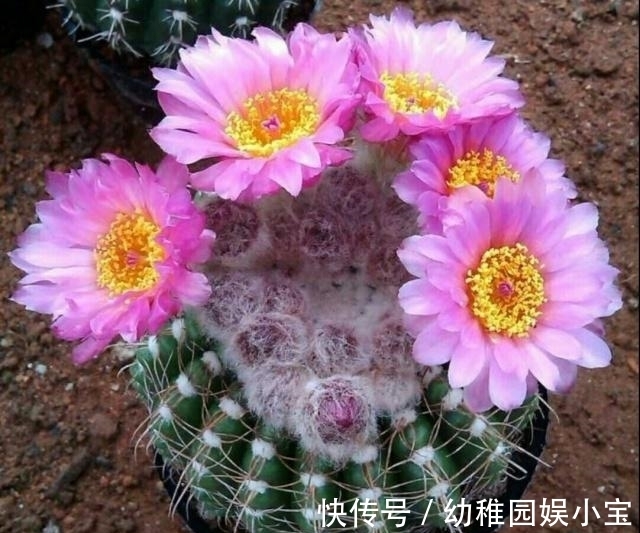 农历8月20秋分后,养什么花?以下3种花,平安喜乐一生被爱