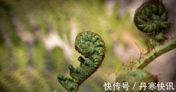 守候|下旬之后，白茶清欢，真情守候，回顾往昔，喜结良缘，余生美满