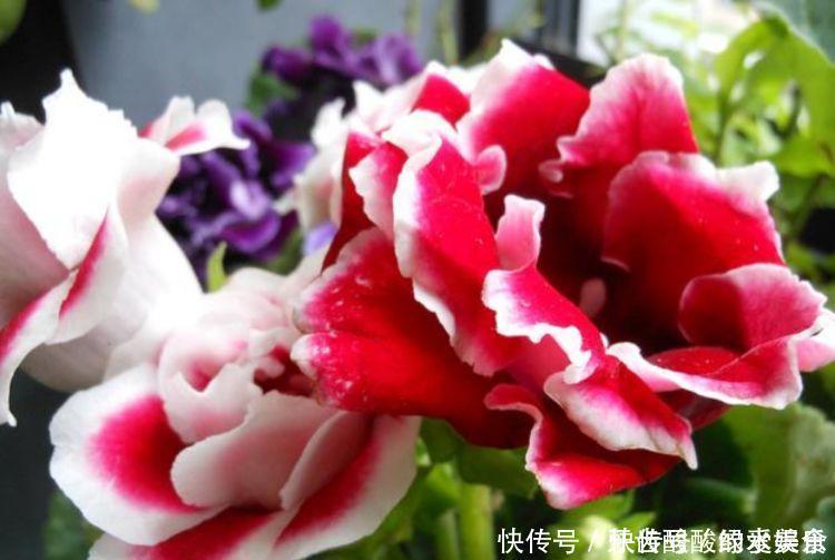 阳台上|4种花是开花机器,开起花来拦不住,全年都在开花美极了