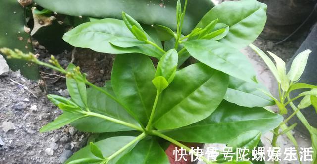 人参菜|土人参具有滋补强壮和清热解毒之功效嫩芽可食