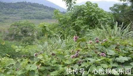 脑壳|田间有种野草，江湖人称“臭脑壳”,城里人常拿来煲鸡汤