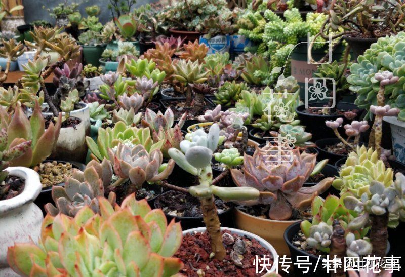 新手养多肉不会浇水？1个小技巧，看一看捏一捏，轻松控水出状态