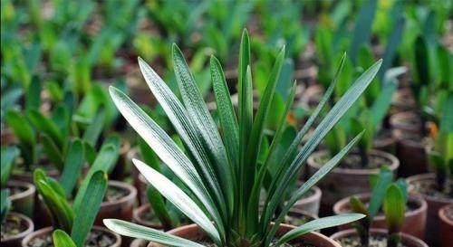 老花农|老花农传授养护君子兰妙招，学会了，叶子绿油油开花还多