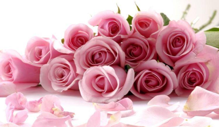 花型|喜欢玫瑰,首选此款“精品玫瑰”倾城之念,花型丰满,富贵华美