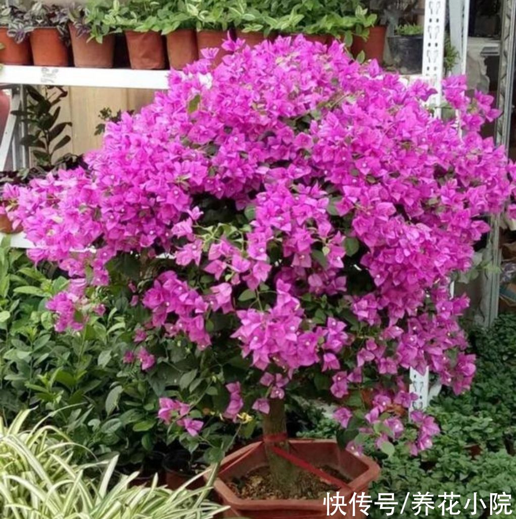 枝条|三角梅有“3喜1怕”，想要开花满盆，就要这么养