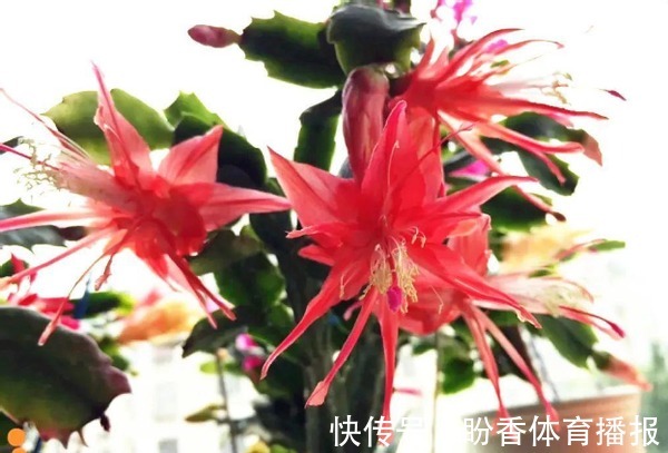 3月前后天气渐暖,养这几样植物,舍得撸叶子摘顶才能开花越漂亮