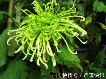 喜欢菊花,就养盆“珍稀名菊”绿云,似“彩云偏偏”,开花爆盆
