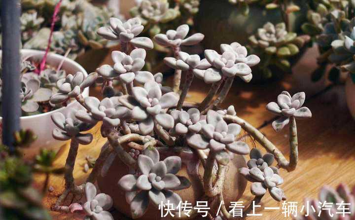 养多肉秋丽,从这4点入手,植株一年四季长新枝,呼呼爆盆