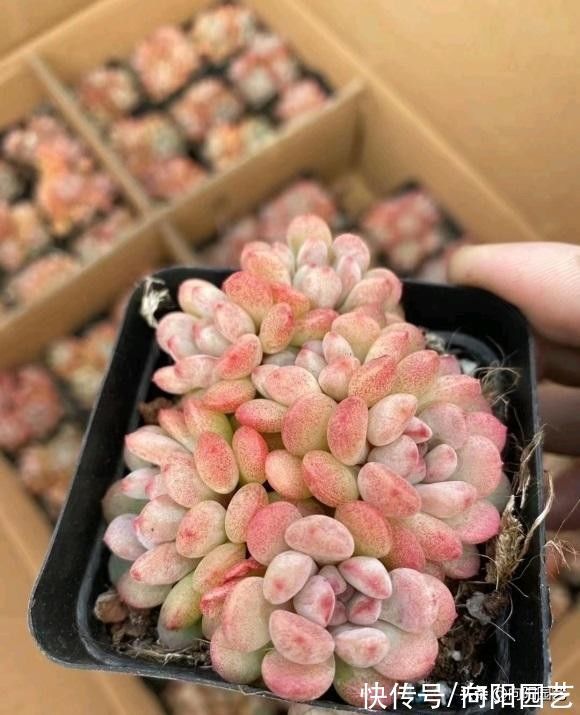 干货|养多肉的“干货”,绝对实用,别再说多肉养不活,实际很好养