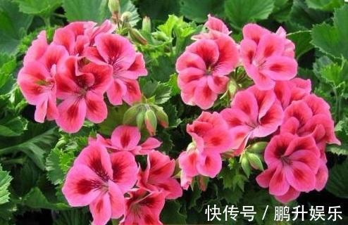 礼拜|这4种花真省钱,选个枝条埋土里,冒白根好成活,还能开红花!