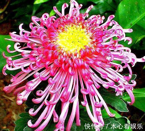 筒状花|喜欢菊花,就养盆“菊中精品”独本菊,色泽艳丽,美爆了