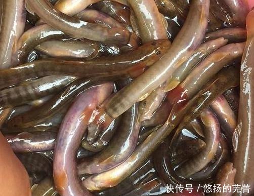 特色菜|此鱼十几年前小溪里随处可见,长得很像泥鳅,如今很难看到野生的!