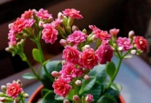 养长寿,10天灌次“它的水”,用上两三次,长满小花苞,开爆盆!