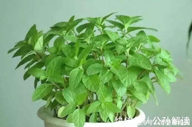 家里气味难闻，养3种绿植错不了，家里一整天都香喷喷