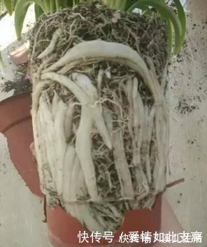 叶片|邻居家的“吊兰”泛滥成灾，每盆长成“狮子头”，窍门有3个！