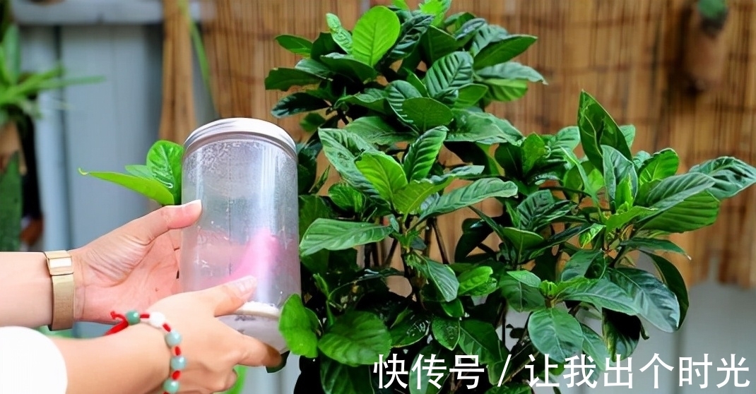 栀子花真难养？避开“3不要”，挤满大花苞，冬天也开爆