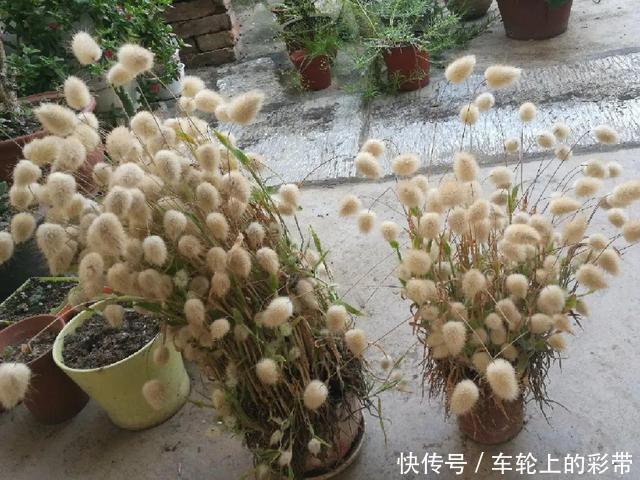 吊兰长满小金鱼,养上5年,越养越上瘾!