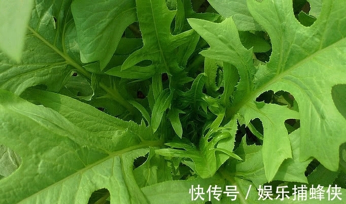 野菜|农村随处可见的一种“野菜”，老一辈都吃过，可如今却少人识