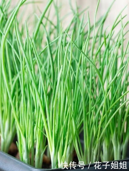 香菜|葱姜蒜,辣椒香菜,能否惹人爱