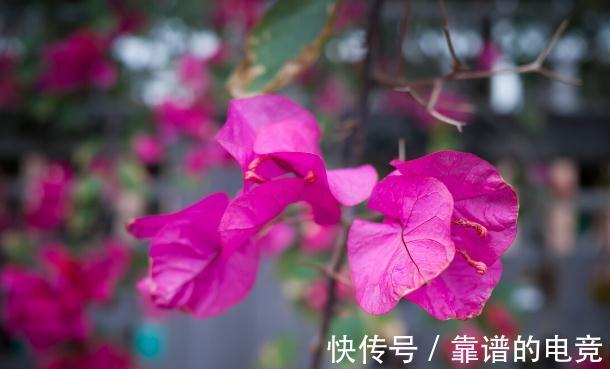 7种花草自带“抗体”,不容易生病虫害,是真正的“省心”花