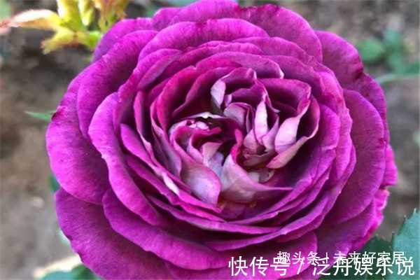 喜欢玫瑰,不如养盆“精品月季” 合唱团,层层花瓣,娇艳优美