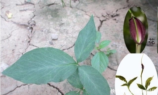 药草|农村常见的草药有哪些?我找到6种,看看你熟悉吗?