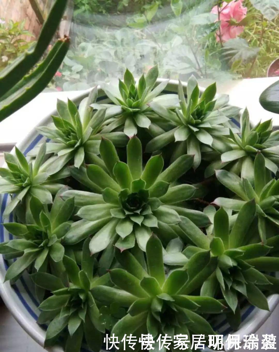 铜钱草|养花达人:张大爷家的花,1年养成“大转盘”,1次冒出25个头!