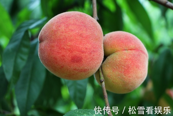 患有高血压|夏季水果种类繁多,多吃4种最养人的水果,不仅味美,身体更健康