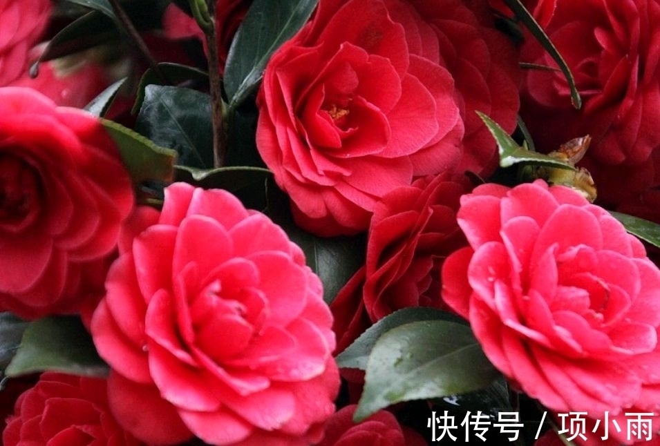 桂花|3种富贵花寓意花开富贵,养在家里,不但漂亮,还贵气十足