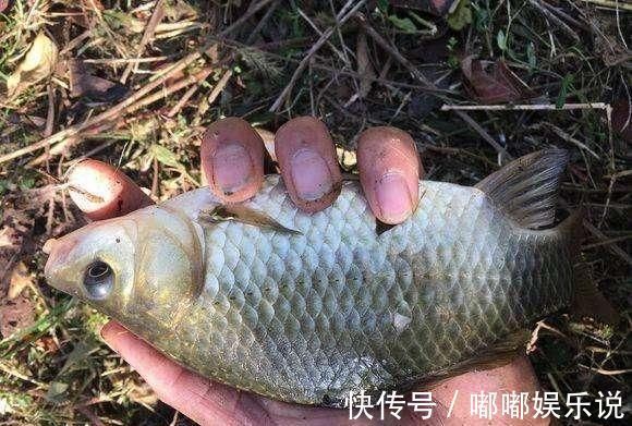 水域|钓鱼鲫鱼都分布在哪里,有什么需要注意的地方吗