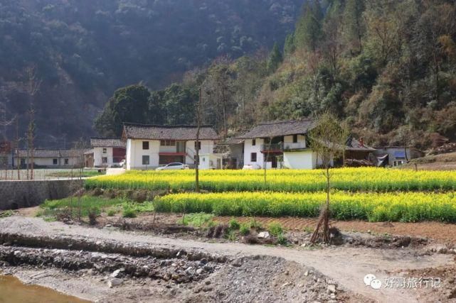 美丽的山城略阳，油菜花开了，一起相约赏花去