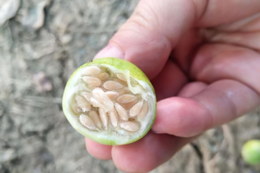 小乔|农村野外的“小甜瓜”,一口一个很过瘾,以前藏着吃,现在没人吃